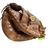 Used Wilson A800 BB/SB Catchers RH Throw Brown 32 1/2" 11479-S000421417 View 1