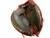 Used Akadema APM241 BB/SB Catchers LH Throw Red 33 1/2" 11818-S000182701 View 3