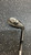 Used Taylormade RAC SATIN Golf Wedge Mens RH 52 Degree 11831-S000033268 View 3