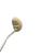 Used Zebra PUTTER Mens Putter RH 11682-S000132212 View 2