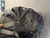 Used Ping HOOFER 2 Mens Stand Bag Black 11162-S000455389 View 6