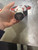 Used JOOLA PROV PERSEUSV 16MM Pickleball Racquet Red 11605-S000220100 View 5