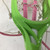 Used Brine ALLURE 42IN LACROSSE STICK Wmn Atk/Mid Complete Stick Green 11752-S000078408 View 3