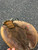 Used Rawlings RCM22 BB/SB Catchers RH Throw Brown 32" 11162-S000456421 View 3