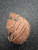Used Rawlings RENEGADE BB/SB Catchers LH Throw Brown 33" 11162-S000456830 View 3