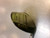 Used Taylormade BURNER SUPERFAST 2.0 RESCUE Mens Hybrid Club RH 3 Hybrid 11339-S000203232 View 1