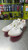 Used Nike Track & Field Cleats Adult White Senior 12.5 11477-S000214432 View 1