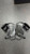 Used Xenith VELOCITY 2 FB Shoulder Pads Black SM 11477-S000214479 View 2