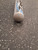 Used Rawlings T BALL ALLOY BB/SB T-Ball Bat 24" 11162-S000458504 View 4
