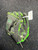Used Franklin 22756 BB/SB Glove RH Throw Grey 10 1/2" 11726-S000298213 View 1