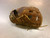 Used Mizuno MVP 1300S1 BB/SB Glove RH Throw Brown 13" 11339-S000203879 View 4