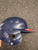 Used Rawlings PONY TAIL Batting Helmet No Mask Navy Blue One Size 11162-S000458801 View 5