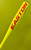 Used Easton RIVAL AUX 50 BB/SB USA 2 1/4 Bat 29" 11894-S000057109 View 2