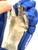 Used Bauer ROCHESTER AMERICAN TEAM Intermediate Gloves Navy Blue 13" 11860-S000311551 View 4