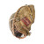 Used Rawlings RCM30 CATCHERS MIT BB/SB Catchers LH Throw Brown 30" 11617-S000348959 View 2