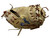Used Rawlings HEART OF THE HIDE PRORCM41C Baseball Catchers RH Throw Tan 34" View 2