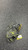 Used Mizuno SOFTBALL CATCHERS MITT BB/SB Catchers RH Throw Black 34 1/2" 11831-S000034359 View 1