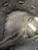 Used Wilson A950 BB/SB First Base LH Throw None 12" 11653-S000201971 View 4