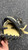Used All-Star FUTURE STAR BB/SB Catchers RH Throw Black 31 1/2" 11162-S000459311 View 4