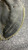 Used All-Star FUTURE STAR BB/SB Catchers RH Throw Black 31 1/2" 11162-S000459311 View 6