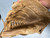 Used Marucci ASCENSION SERIES BB/SB Glove RH Throw None 11 3/4" 11307-S000266938 View 3