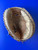 Used Spalding TFC 100 BB/SB Catchers RH Throw Brown 33" 10313-S000286446 View 1