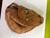 Used MacGregor CATCHERS BB/SB Catchers RH Throw None 32 1/2" 11307-S000266955 View 1