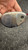 Used Callaway BIG BERTHA HEAVENWOOD Mens Hybrid Club RH 4 Hybrid 11162-S000460121 View 8