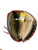 Used Marucci MARUCCI CADDO STYPE 31IN RHT BB/SB Catchers RH Throw Grey And Black 31" 11838-S000061939 View 1