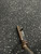 Used Ping REDWOOD 303SS Mens Putter RH 11162-C000460834 View 3