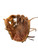 Used Rawlings GOLD GLOVE ELITE SERIES BB/SB Glove RH Throw Brown 11 1/4" 11745-S000196061 View 1