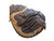 Used Mizuno FRANCHISE BB/SB Catchers RH Throw None 33" 11450-S000527138 View 2