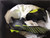 New Adidas PREDATOR ACCURACY INJ.1 Soccer Cleats Black And Yellow Senior 8 10105-C000316424 View 1