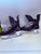 Used CCM TACKS XF Senior Hockey Skate Senior 5 11879-S000023962 View 3