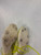 Used Adidas Track & Field Cleats Adult Green Senior 7 11921-S000012495 View 3