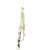 Used Brine EPIC 2 Wmn Atk/Mid Complete Stick White 11613-S000189103 View 4