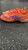 Used Adidas Soccer Turf Shoes Coral Junior 04.5 11849-S000043897 View 9