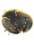 Used Rawlings HIGHLIGHT SERIES BB/SB Catchers RH Throw Black 31 1/2" 11937-S000092526 View 1