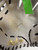 Used Rawlings HEART OF THE HIDE GLOVE BB/SB Glove RH Throw White 11 1/2" 11653-S000204613 View 3