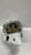 Used Bauer GOAL MASK Senior Goalie Helmet/Mask White S/M 11858-S000094722 View 1