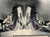Used Bauer FLY40 Junior Hockey Skate Junior 04.5 11801-S000075021 View 3