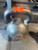 Used TRX Kettlebell Black 36 kg (79lb) 11731-S000174992 View 1