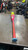 Used Rawlings ICONFEST BB/SB USA 2 5/8 Bat 29" 11605-S000229097 View 3