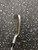 Used SILVER DIAMOND PX-1 Mens Individual Iron RH 7 Iron 11162-S000469677 View 5