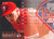 1995 Fleer Update #123 Mike Mimbs NM-MT  RC Rookie Philadelphia Phillies 