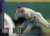 1998 Upper Deck #447 Brian Bohanon NM-MT  New York Mets 