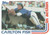 1982 Topps #111 Carlton Fisk IA VG Chicago White Sox 
