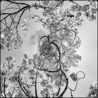 A black and white 360-degree panoramic spherescape of cherry blossoms at the New York Botanical Gardens, capturing the delicate details of branches and flowers against the sky.