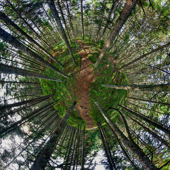 A 360-degree panoramic Spherescape depicting the lush greenery of the Hendricks Head Preserve coastal pine forest on Southport Island, Maine, with a central path encircled by tall trees reaching upwards