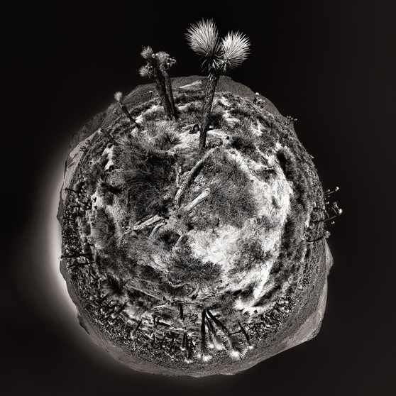 A high-contrast black and white infrared image of cacti in a spherical panoramic view against a dark background, capturing the essence of solitude in Death Valley at late afternoon.